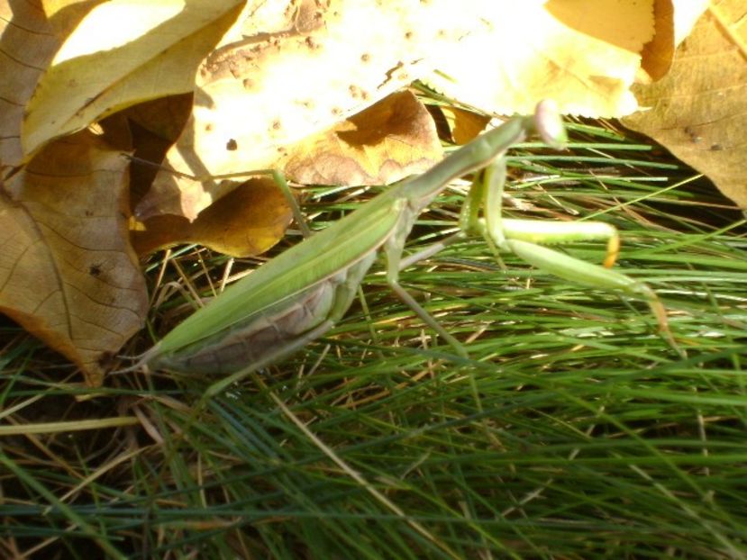 Calugarita (Mantis religiosa) - Toamna 2018-2019