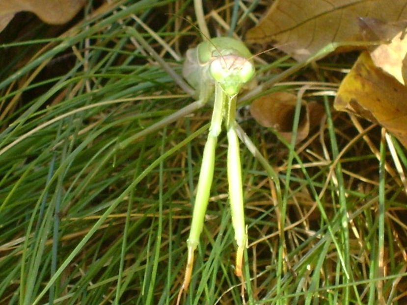 Calugarita (Mantis religiosa) - Toamna 2018-2019