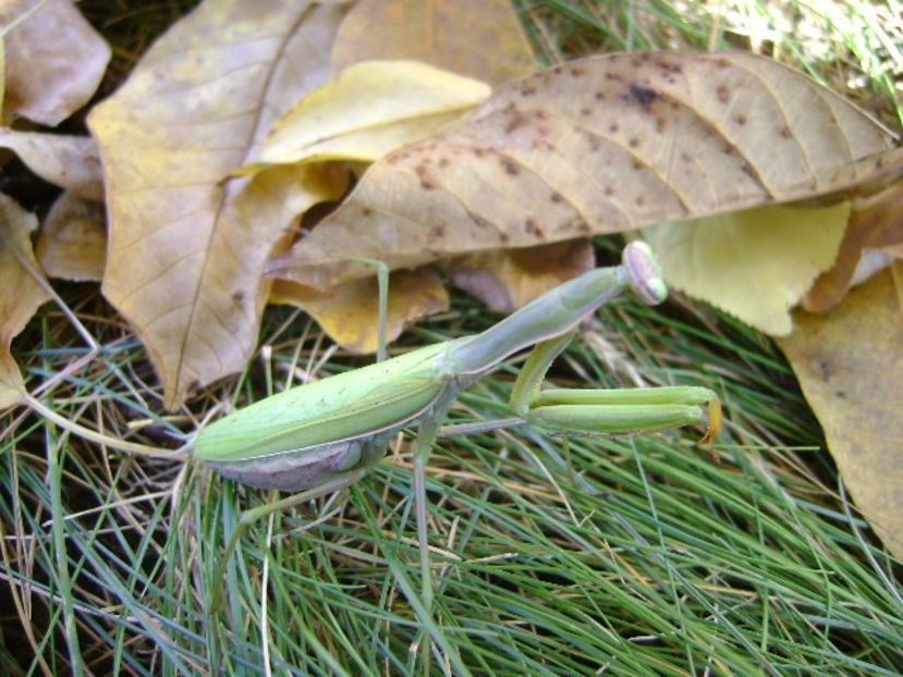 Calugarita (Mantis religiosa) - Toamna 2018-2019