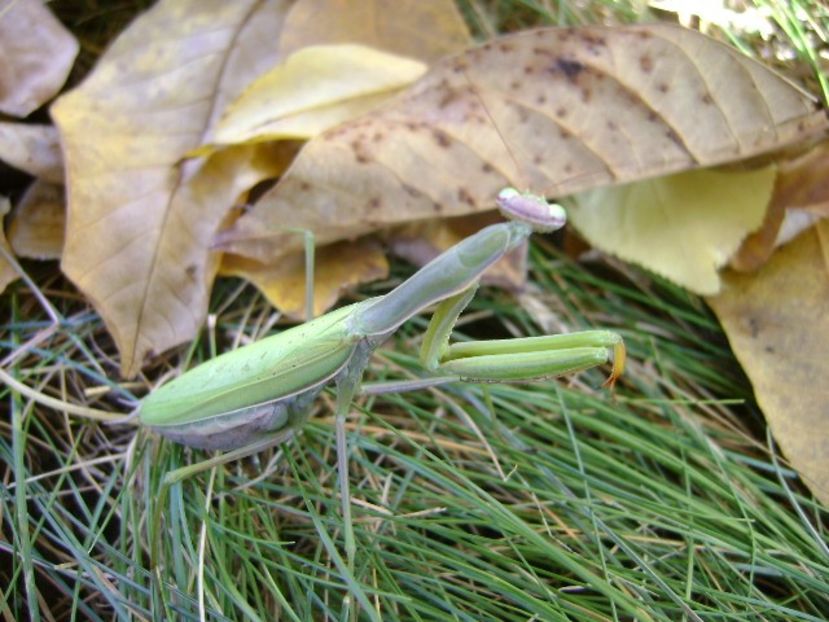 Calugarita (Mantis religiosa) - Toamna 2018-2019