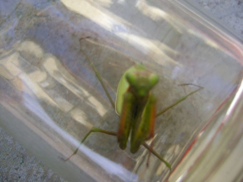 Calugarita (Mantis religiosa) - Toamna 2018-2019