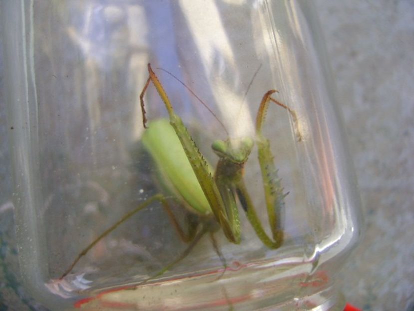 Calugarita (Mantis religiosa) - Toamna 2018-2019