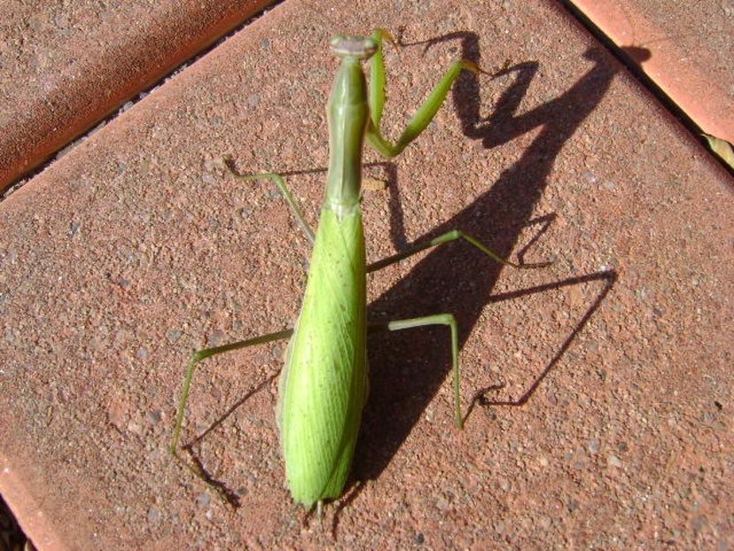 Calugarita (Mantis religiosa) - Toamna 2018-2019