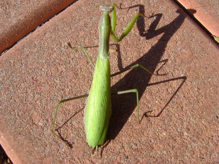Calugarita (Mantis religiosa) - Toamna 2018-2019