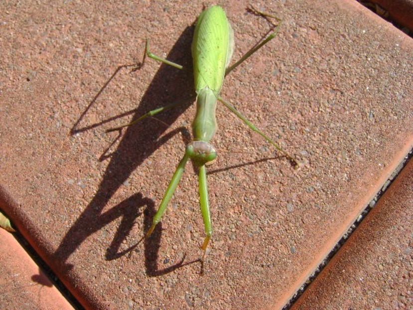 Calugarita (Mantis religiosa) - Toamna 2018-2019