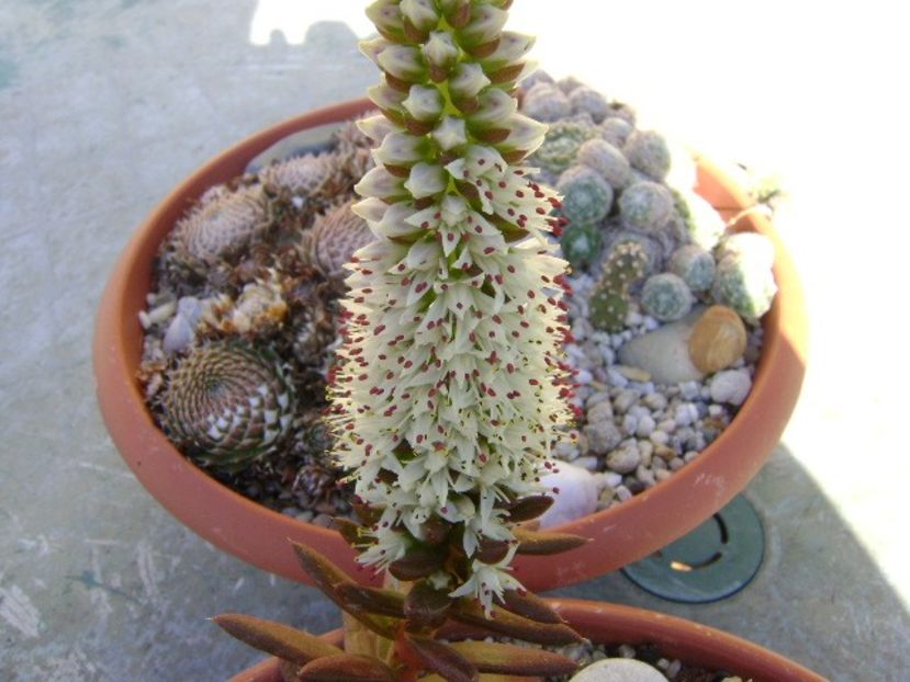 Orostachys erubescens, inflorescenta - Toamna 2018-2019