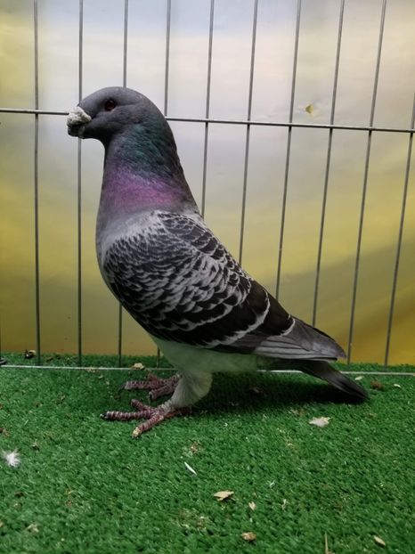 Best old cock - Achizitii American show racer 2018