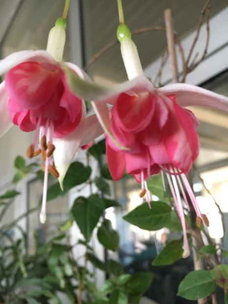 peachy - Fucsii 2018