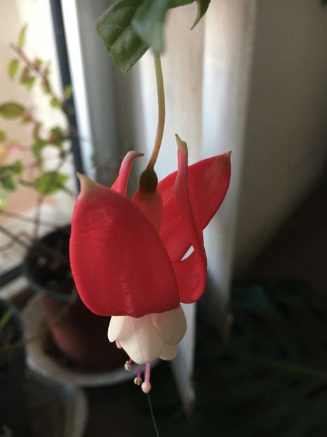 2DA791BF-6594-44E8-8A13-59DE5FE10F96 - Fucsii 2018