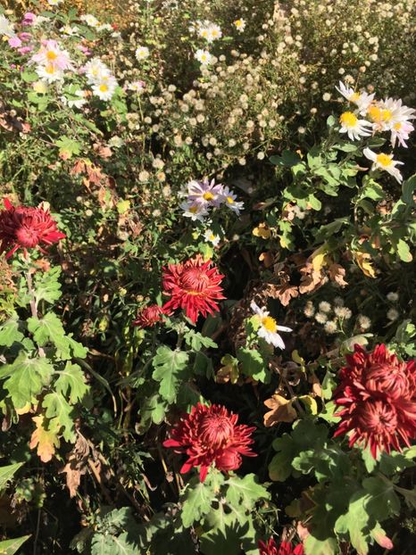 D2D0B91E-537E-4172-8B1E-C048A8691102 - Flori la balta 2