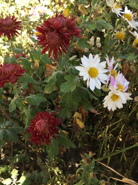 9F7C148F-49A9-4133-9E86-E779FB54085D - Flori la balta 2