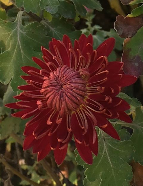 2EB8B36A-A9F5-46B8-A0A6-A8CF0FAE227E - Flori la balta 2