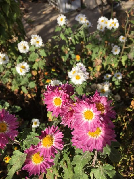 BFBAE856-CE7B-4DB2-9B0F-7E1B766BD186 - Flori la balta 2