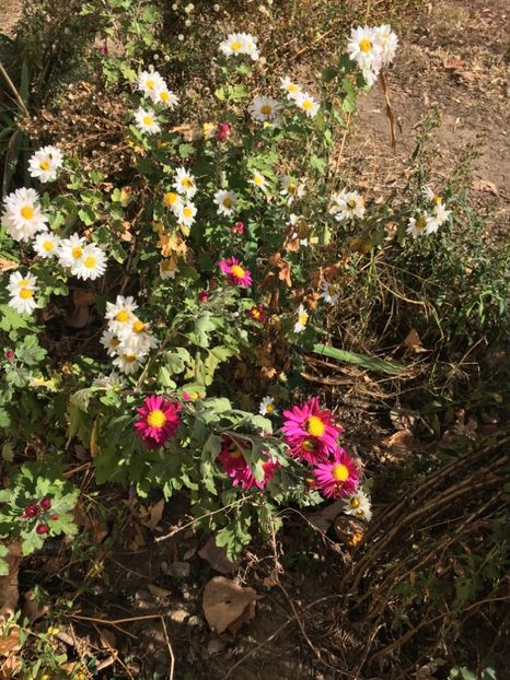 D0A9B1D2-23CE-410B-BF75-D57A8D9926EA - Flori la balta 2