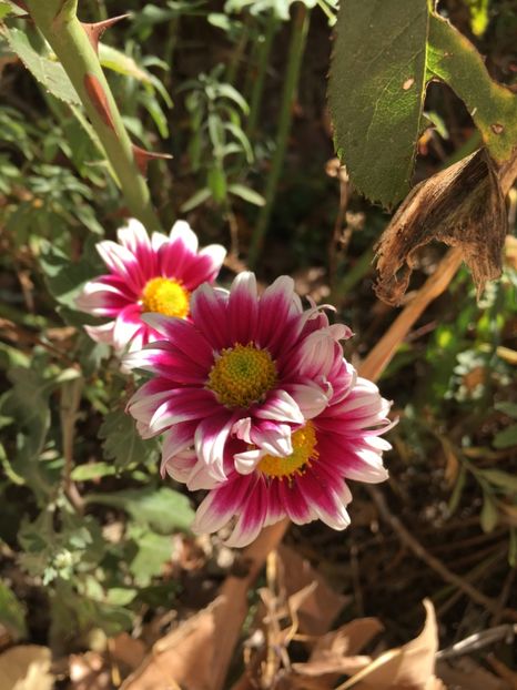 66002AD3-393B-472C-BADE-37AC8143D00E - Flori la balta 2