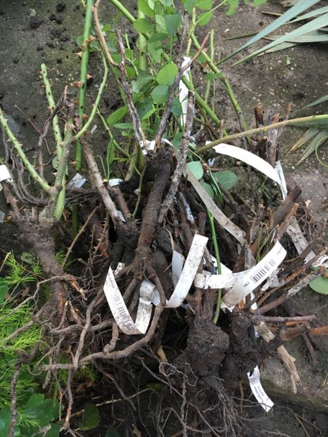 C60EA1FF-51BE-4CAB-9BF4-7D8CDA45F2DA - Zzz Grădina max