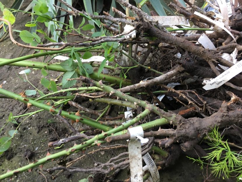 5DC8A811-916D-42D6-A1D3-9F165BDB4D10 - Zzz Grădina max