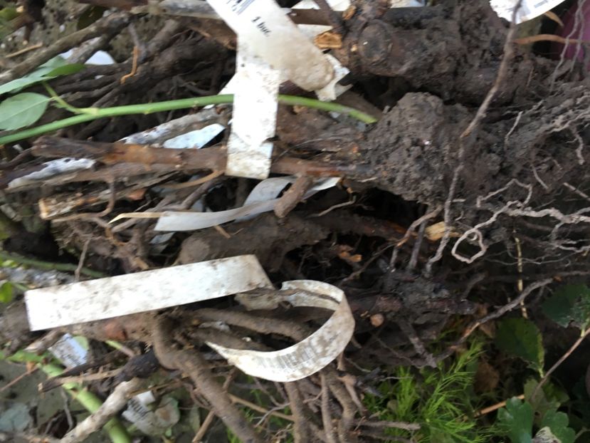 76D3DF6B-1775-41CD-8FE3-3B635B462B19 - Zzz Grădina max