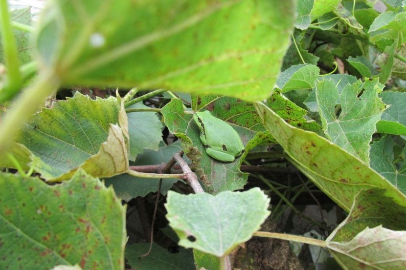 Răcănel - Răcănei