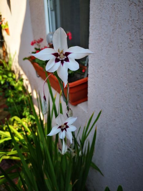  - Gradina 2018