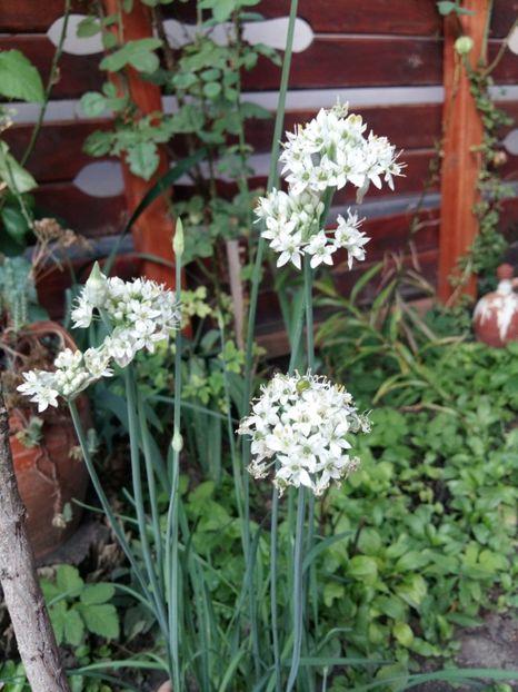  - Gradina 2018