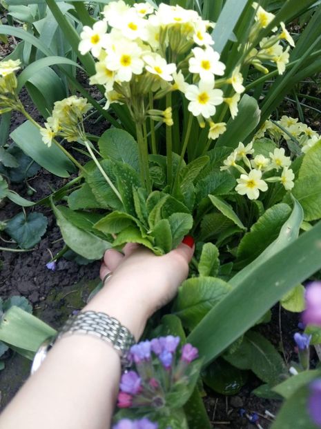 received_2193846794194077 - Gradina 2018