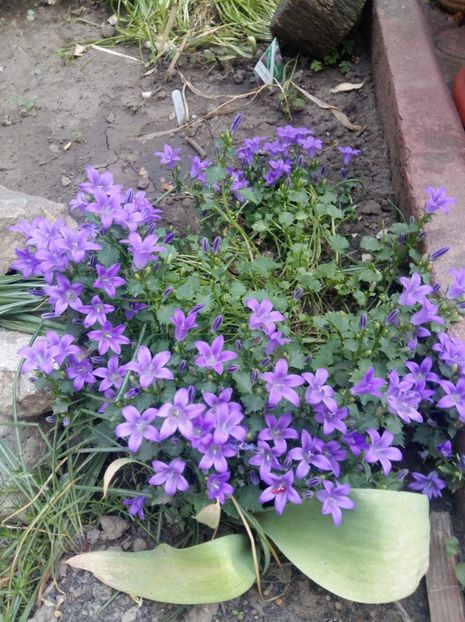 received_234744740508492 - Gradina 2018