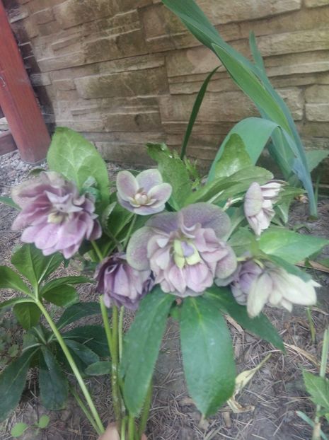 received_1874473616180634 - Gradina 2018