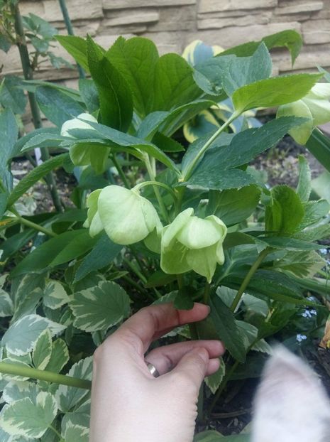 received_1679599322169358 - Gradina 2018