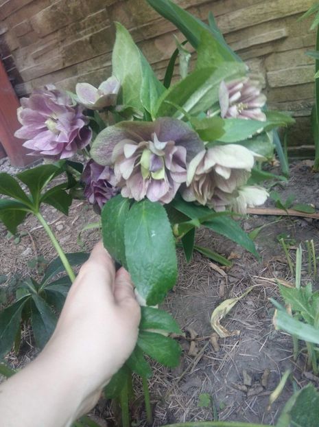 received_669155290115934 - Gradina 2018