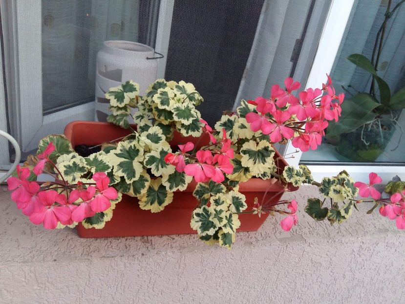received_258712924742757 - Gradina 2018