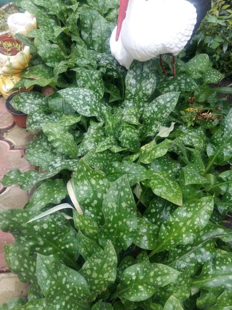 received_387292678466946 - Gradina 2018