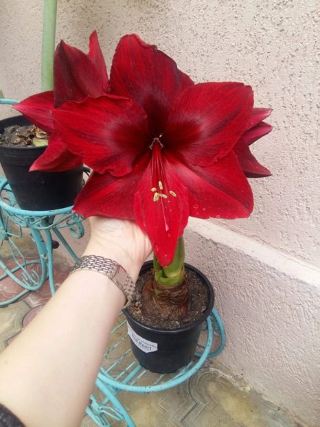 received_10211393103054494 - Gradina 2018