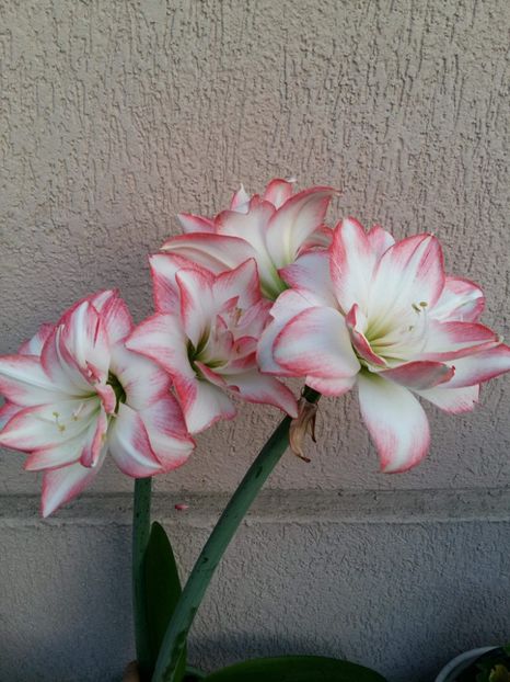 received_10211447742700451 - Gradina 2018