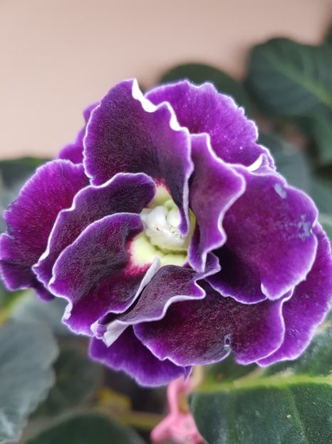 51-1 - gloxinia 2018