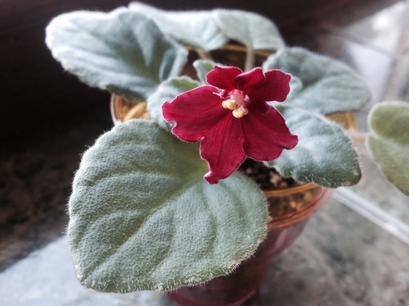  - Mac s O Scarlet OHara