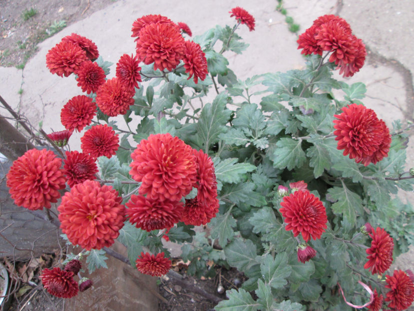  - Crizanteme si tufanele