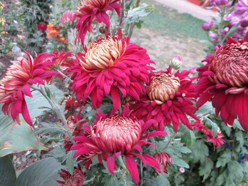  - Crizanteme si tufanele