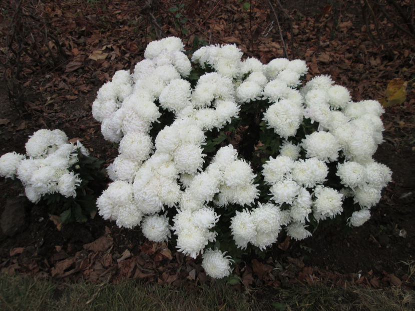  - Crizanteme si tufanele