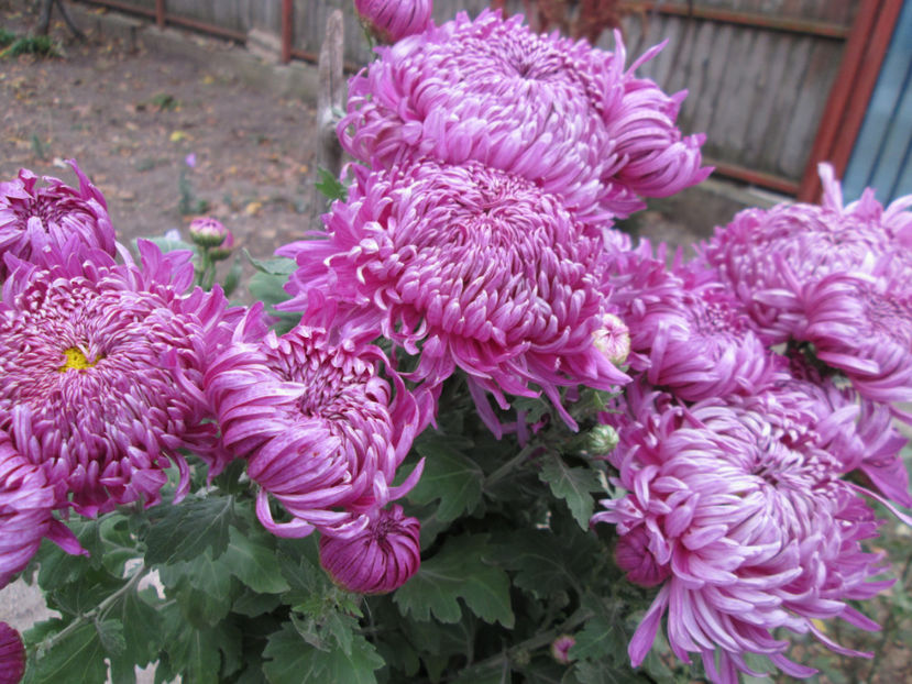  - Crizanteme si tufanele