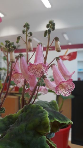  - 001 2018 - Smithiantha