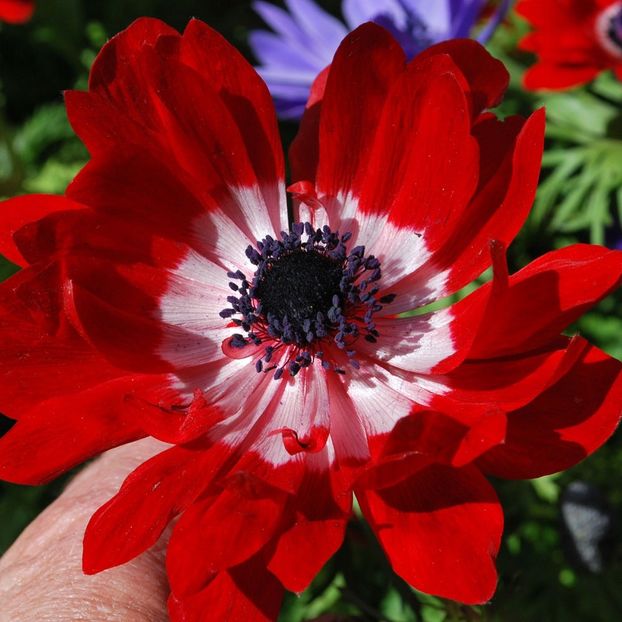 Anemone "Governor" - 2 NOUTATI în colecția mea - 2018 -2019