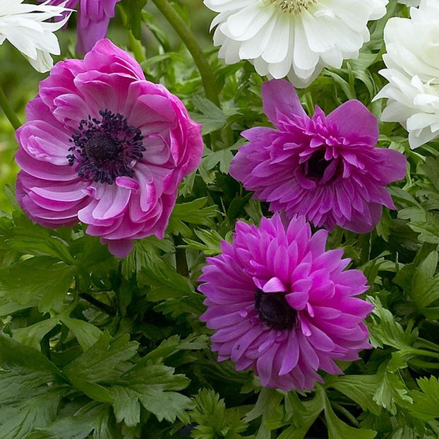 Anemone "Admiral" - 2 NOUTATI în colecția mea - 2018 -2019