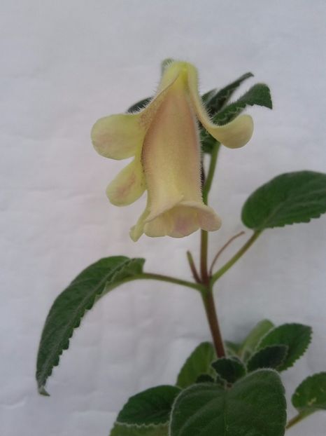 An s Nyx (7-11-2018) - Sinningii 2018