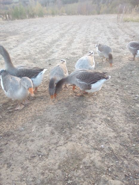 touluse 2018 - 4 Toamna 2018