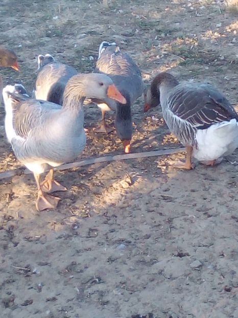 touluse 2018 - 4 Toamna 2018