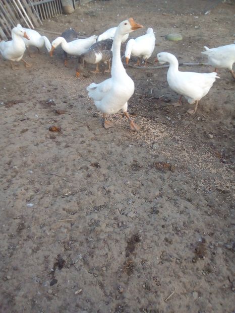 gâscan 2017 chinezesc(leșesc) alb - 4 Toamna 2018