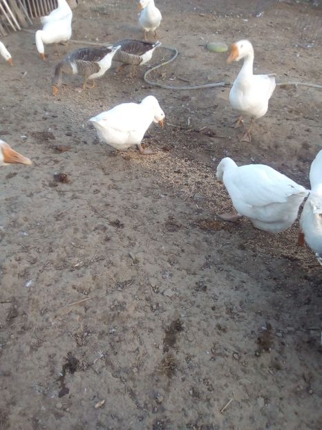 chinezești(leșești) albe  + 2 țărani - 4 Toamna 2018