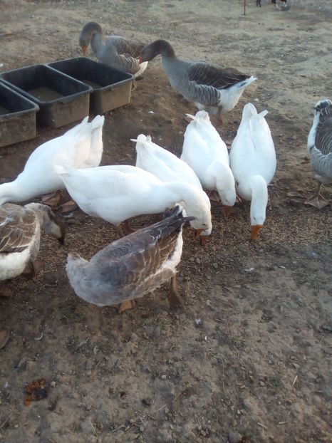 touluse + chinezești(leșești) alb și gri(pag) - 4 Toamna 2018