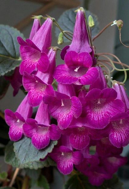  - GESNERIACEAE
